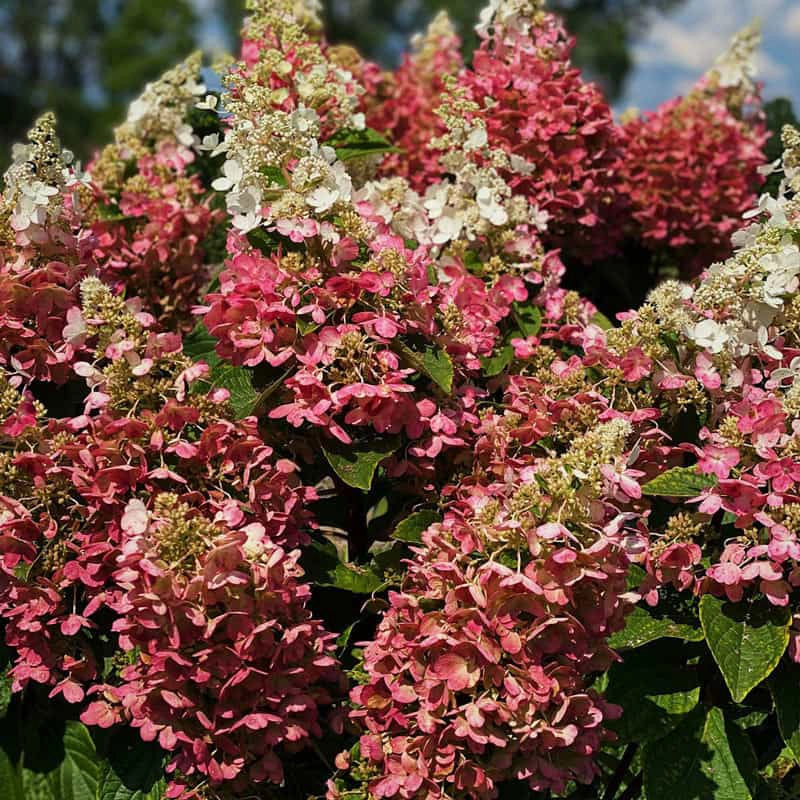 Candelabra® Hydrangea Hedge