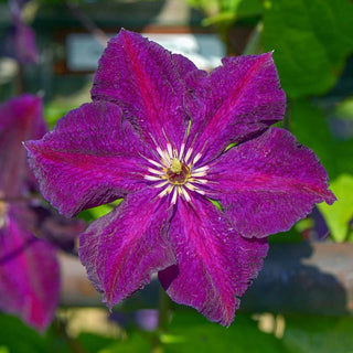 Clematis Grunwald