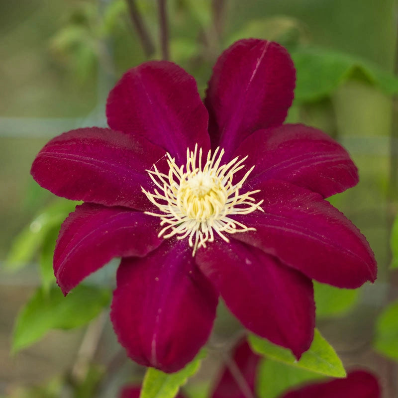 Clematis Hoshi-no-Flamenco