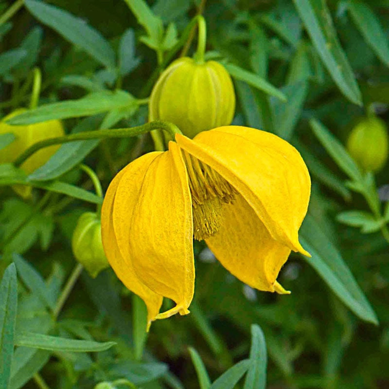 Clematis Kaska