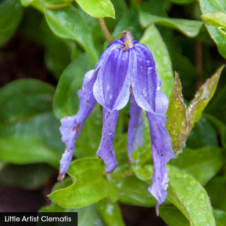 Integrifolia Clematis Little Guys Trio