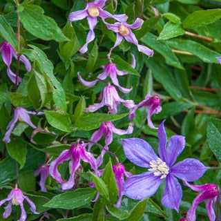 Clematis Hanajima