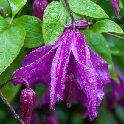 Clematis Memory of the Heart