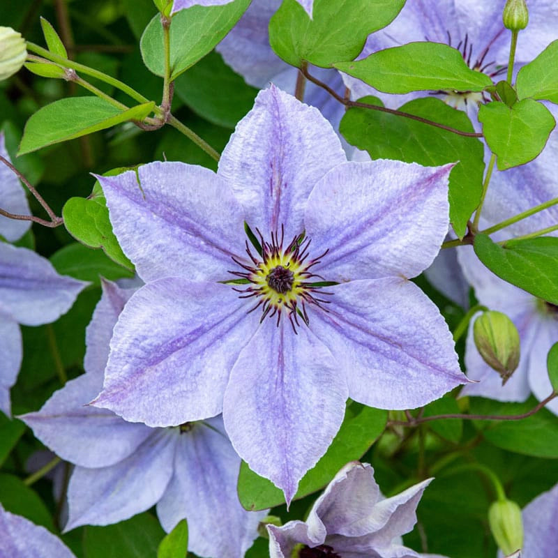 Clematis Skyfall