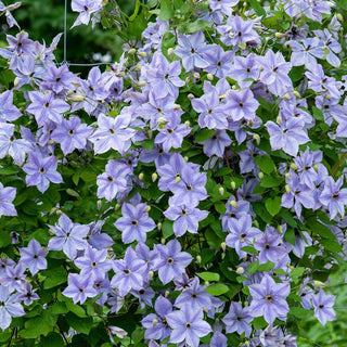 Clematis Skyfall