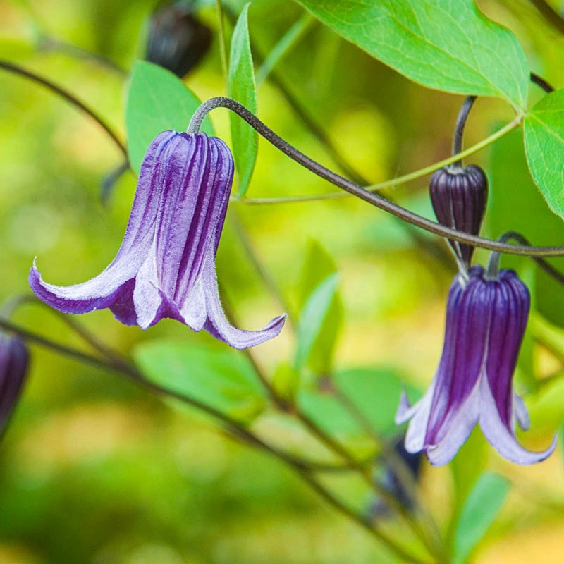 Clematis Rofuchi Roguchi Clematis | Shop Clematis Vines | Spring Hill Nurseries – Spring ...