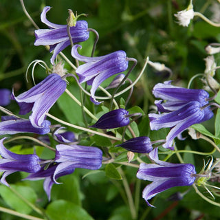 Clematis Roguchi