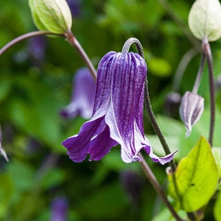 Clematis Roguchi