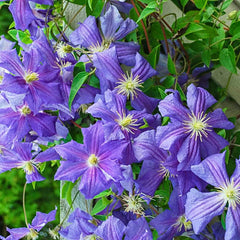 Perle d'Azur Clematis | Shop Clematis Vines | Spring Hill