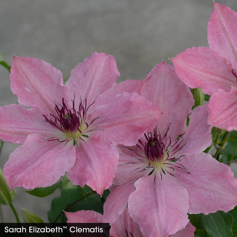 Perfect for Patio Clematis Collection