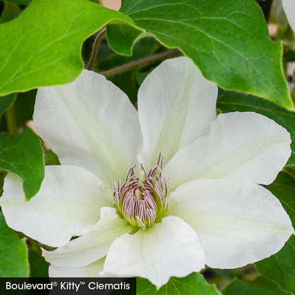 Perfect for Patio Clematis Collection