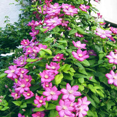 Ville de Lyon Clematis | Shop Clematis