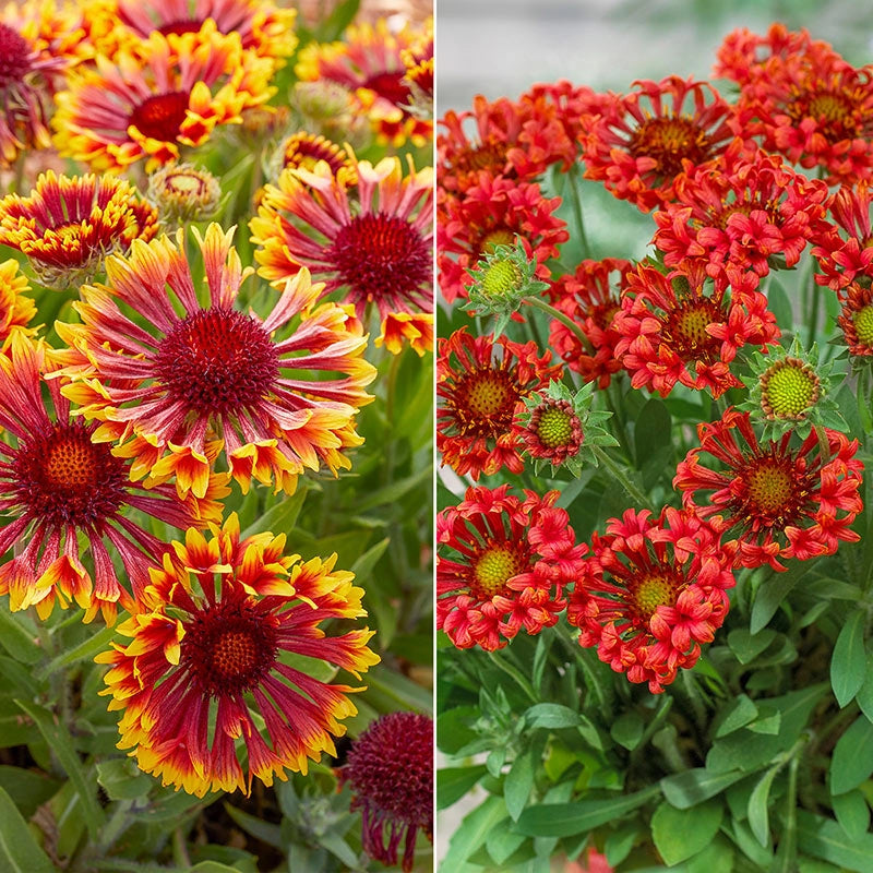 Summer Trumpets Gaillardia Collection