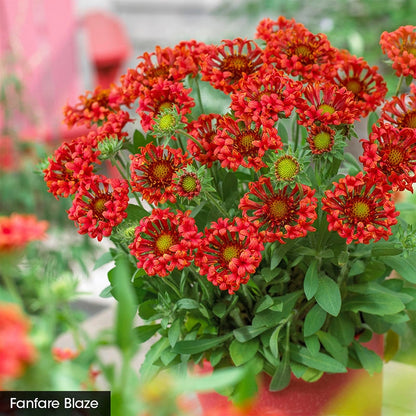 Summer Trumpets Gaillardia Collection