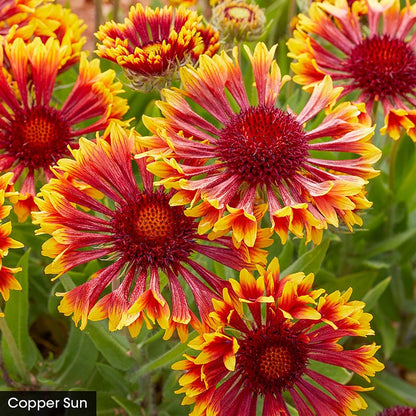 Summer Trumpets Gaillardia Collection