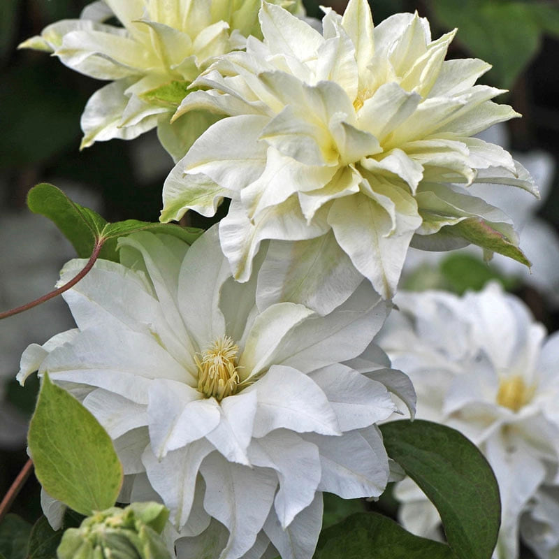 Clematis Maria Sklodowska Curie