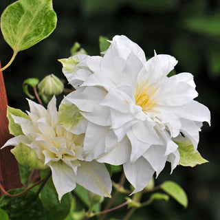 Clematis Maria Sklodowska Curie