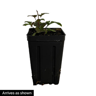 Clematis Maria Sklodowska Curie