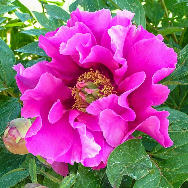 Symphonie Pourpre Itoh Peony