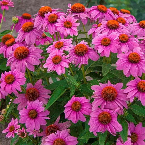 pow wow wild berry echinacea seeds Echinacea PowWow Wild Berry Coneflower