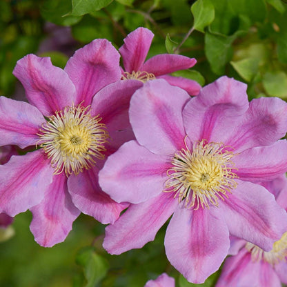 Clematis Pink Beauty