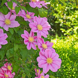 Clematis Pink Beauty