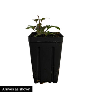 Clematis Pink Beauty