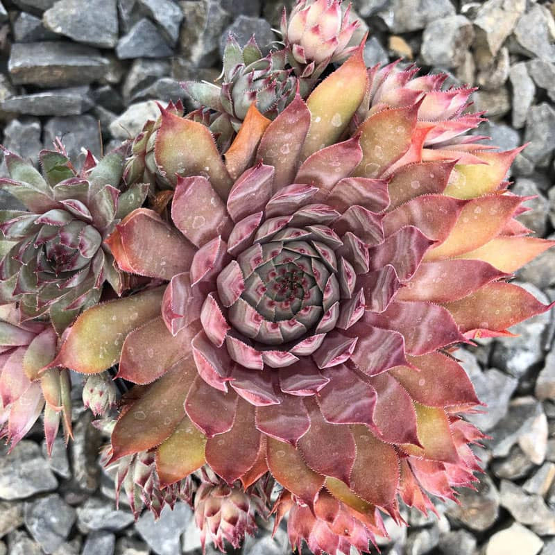 Rita Jane Hens and Chicks