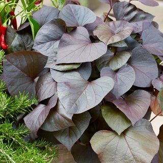 Treasure Island Kaukura Sweet Potato Vine