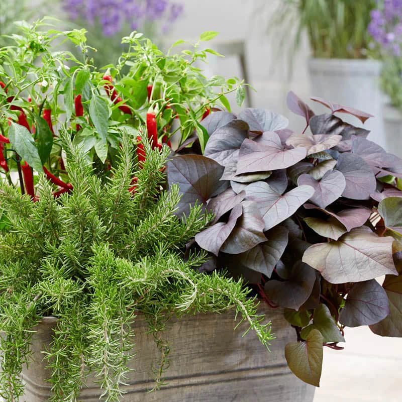 sweet potato vine plant in pot Treasure Island Kaukura Sweet Potato Vine