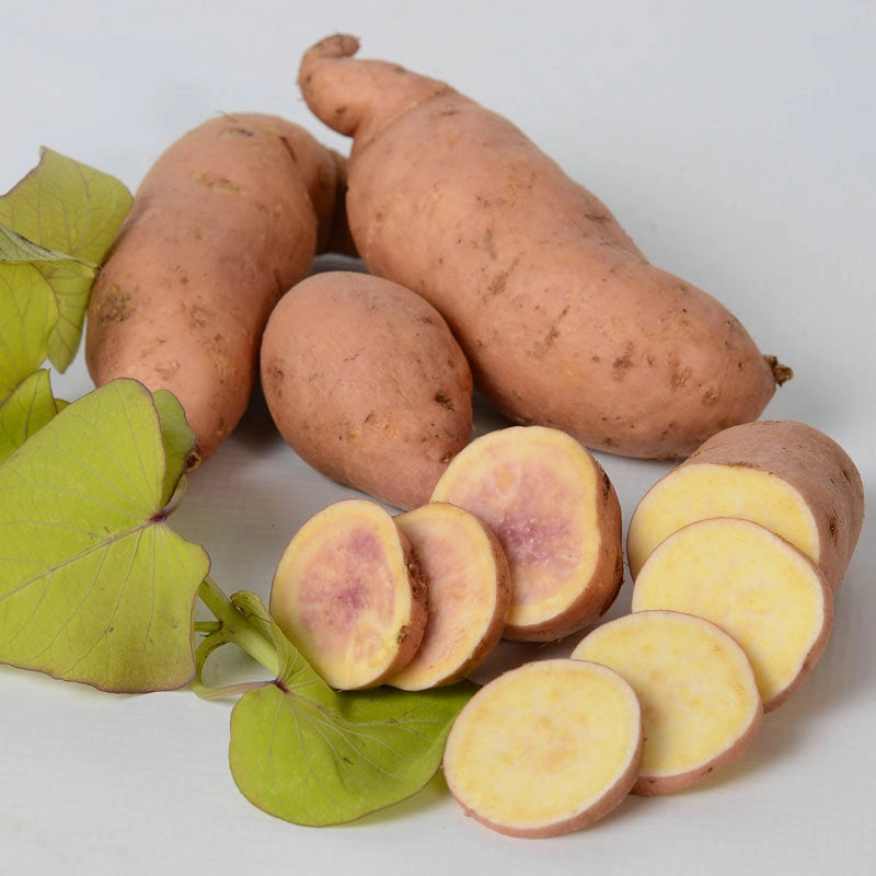 Treasure Island Makatea Sweet Potato Vine