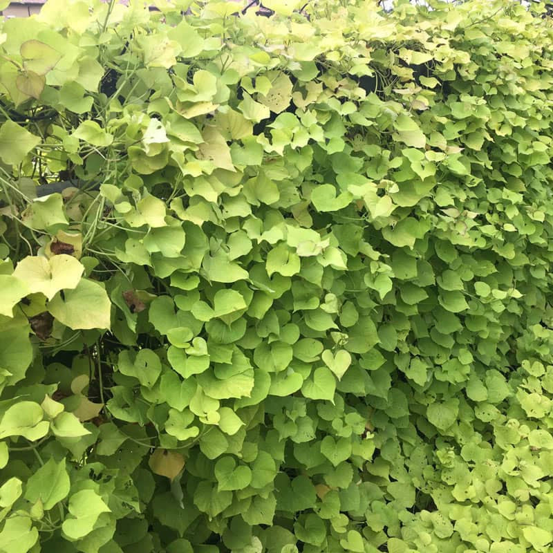 Treasure Island Makatea Sweet Potato Vine