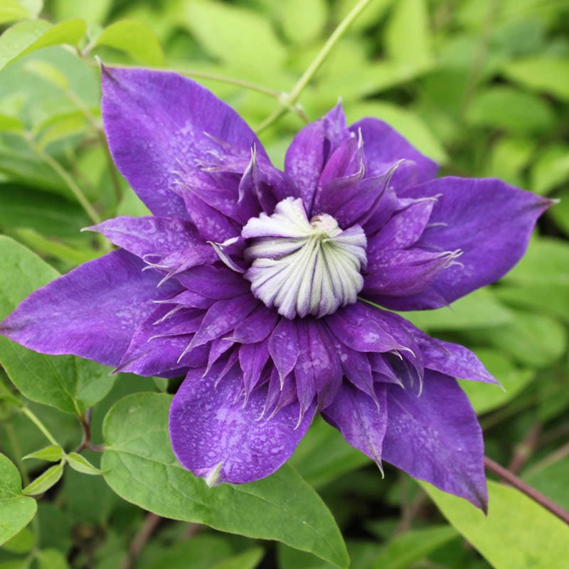 Clematis Belle of Taranaki