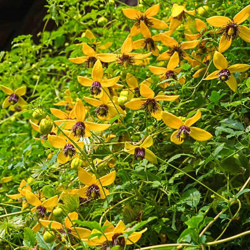 Clematis Golden Tiara