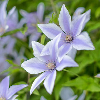 Clematis Sugar Sweet™ Blue
