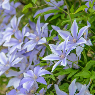 Clematis Sugar Sweet™ Blue