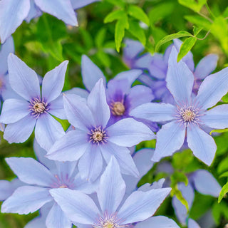 Clematis Sugar Sweet™ Blue