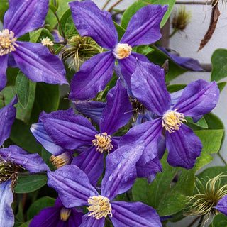 Clematis Durandii