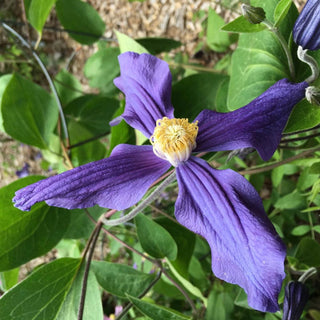 Clematis Durandii