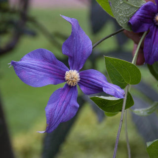 Clematis Durandii