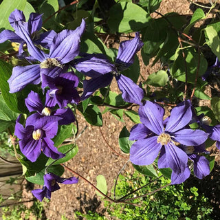 Clematis Durandii
