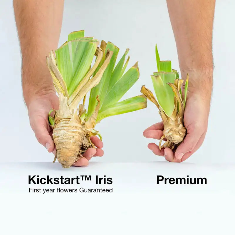 In Love Again KickStart™ Reblooming Iris