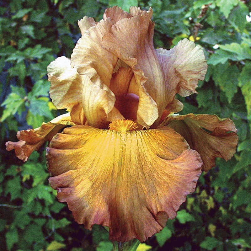 Lord Of Rings KickStart™ Reblooming Iris