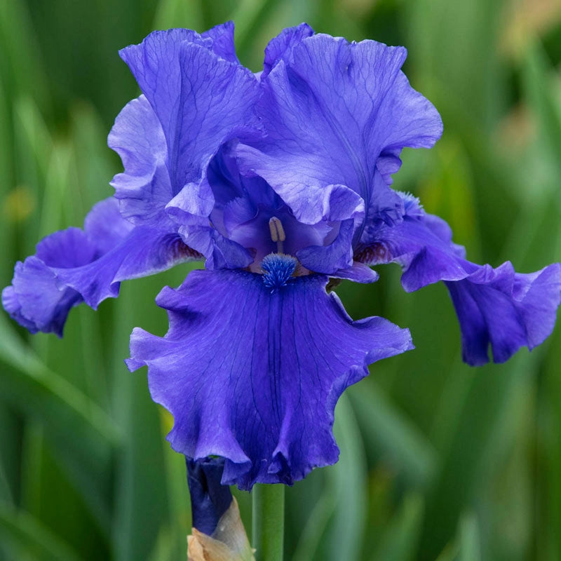 Java Blue Reblooming Iris
