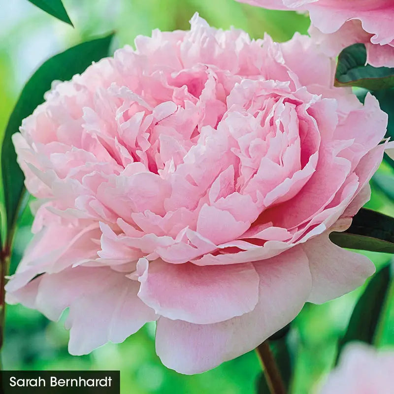 Fantastic Frills Peony Collection