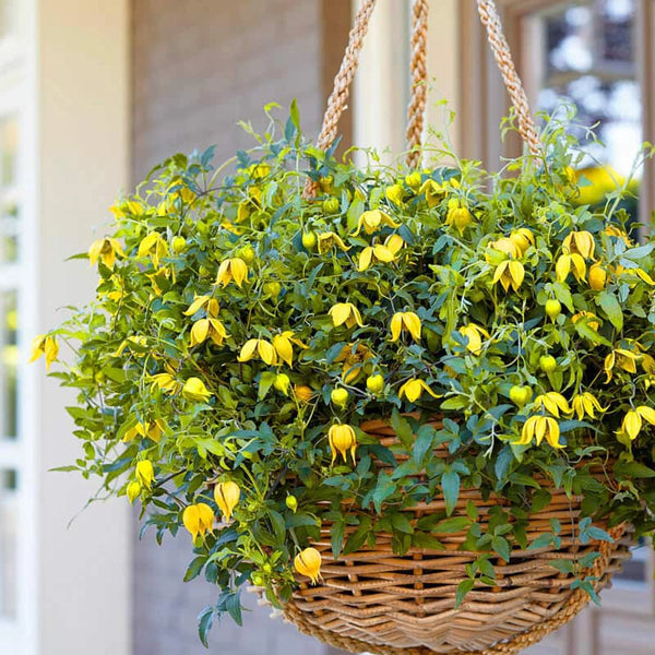 Clematis Little Lemons - Buy Clematis Vines | Spring Hill Nursery