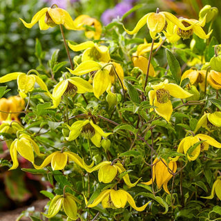 Clematis Little Lemons