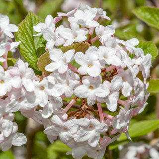 Korean Spice Viburnum