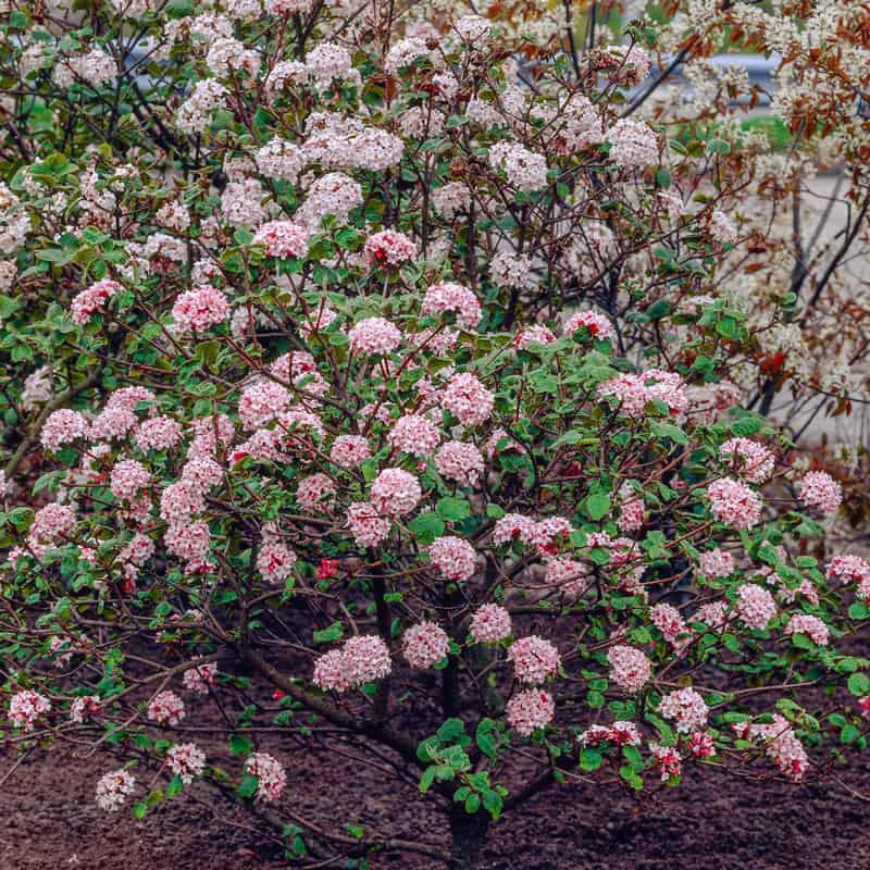 Korean Spice Viburnum