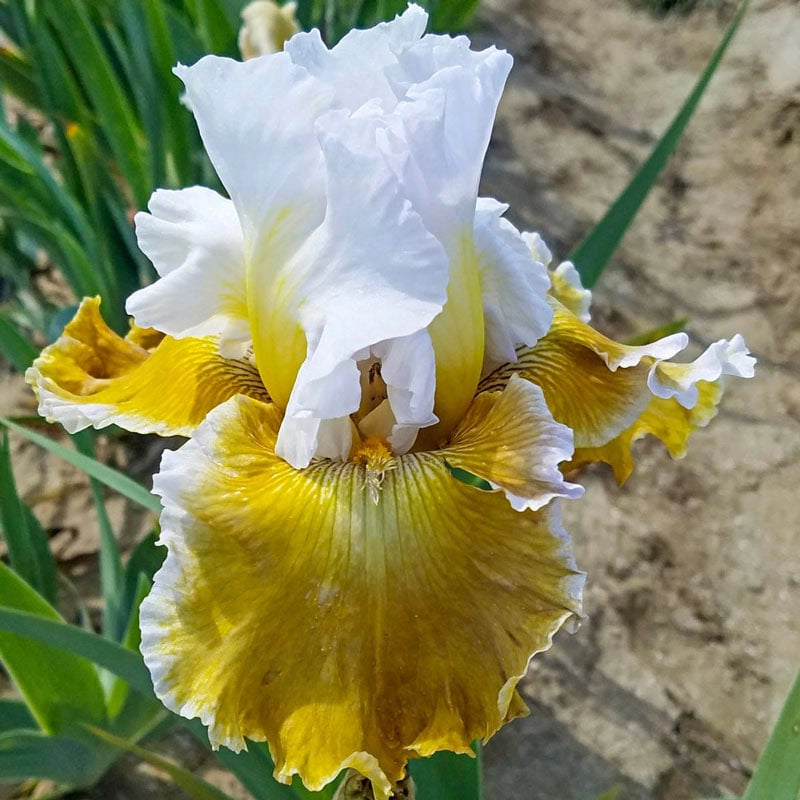 Going Green Reblooming Iris